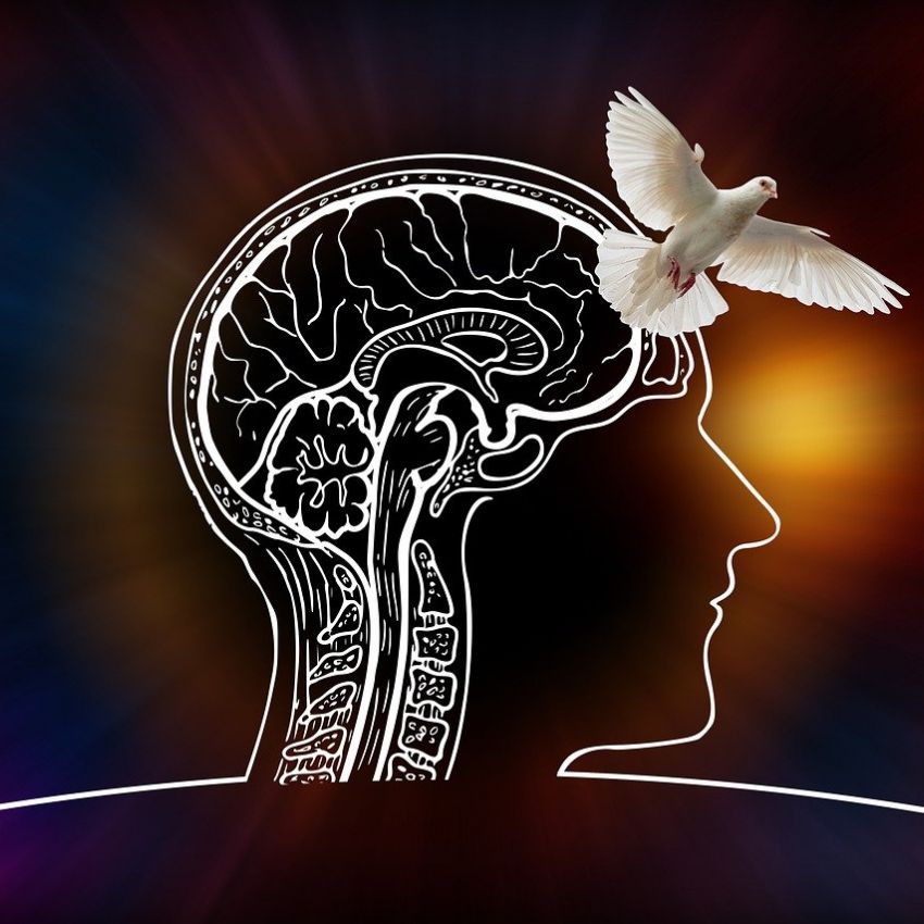 Illustration: Kopf mit Gehirnzeichnung und weiße Taube – Symbol für Anfallsfreiheit bei Epilepsie