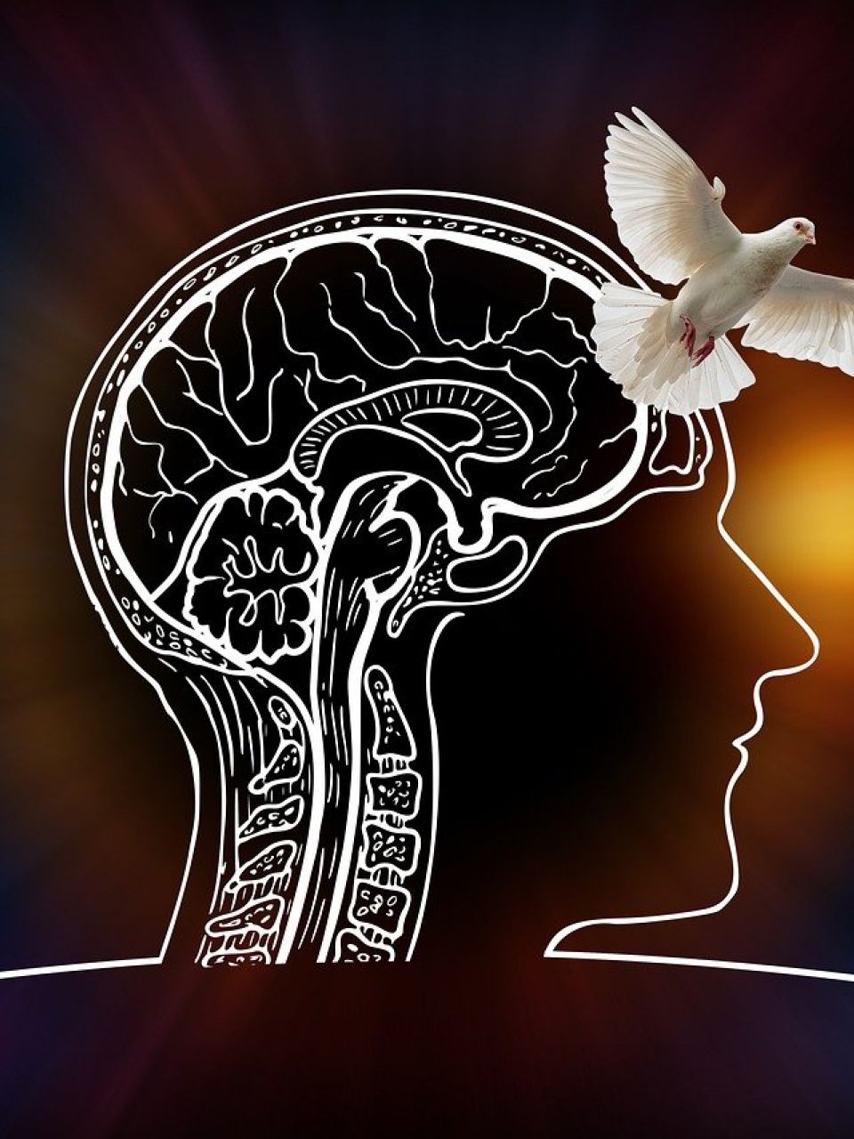 Illustration: Kopf mit Gehirnzeichnung und weiße Taube – Symbol für Anfallsfreiheit bei Epilepsie
