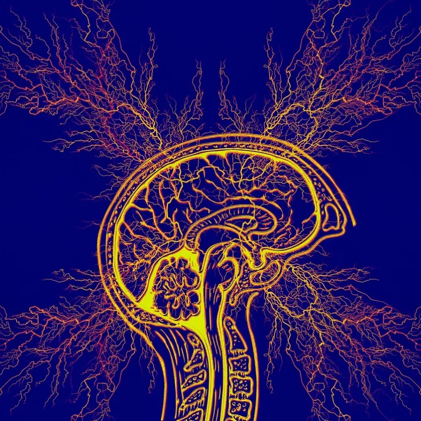 Symbolbild Gehirn mit Nervenverästelungen – Thema neurovaskuläre Erkrankungen und Schlaganfall